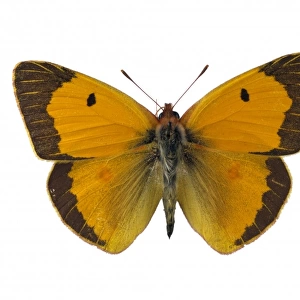 Colias croceus, clouded yellow