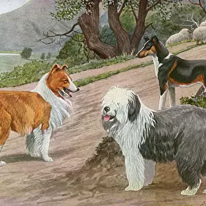 Collie, Old English Sheep Dog and Smooth Collie