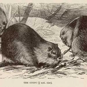 Mammals Canvas Print Collection: Nutria