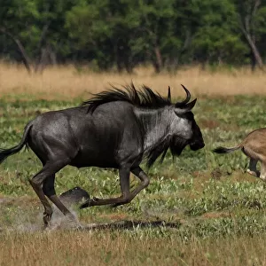 Common / Blue Wildebeest - adult running with 2