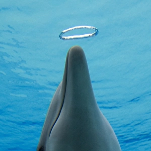 Common Bottlenose Dolphin - with air bubble ring