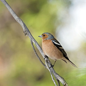 Common Chaffinch - adult male - territorial behaviour