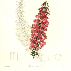 Common heath, Epacris impressa