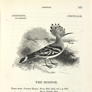 Common Hoopoe