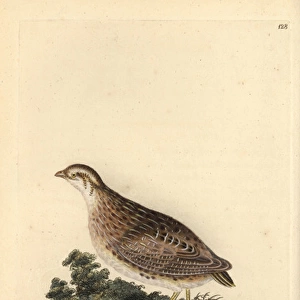 Common quail, Coturnix coturnix