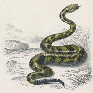 Common Rattle Snake / Duhn