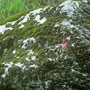 Common Rosefinch - singing