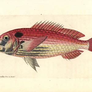 Common seabream or red porgy, Pagrus pagrus Endangered