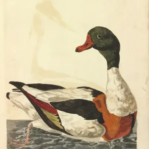 Common Shelduck Print by Peter Pallou Common Shelduck Print by Peter Pallou
