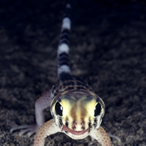 Common Wonder / Frog-eyed Gecko