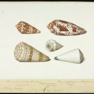 Conus and Epitonium Shells Watercolour Print, circa 1771 Conus and Epitonium Shells Watercolour Print, circa 1771