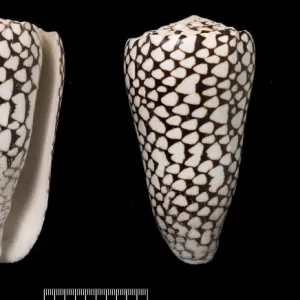 Conus marmoreus Print - Indo-Pacific Cone Shell Pair Conus marmoreus Print - Indo-Pacific Cone Shell Pair