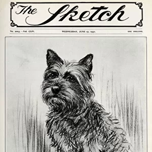 Cora the Cairn Terrier belonging to the Prince of Wales