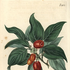Cornelian cherry Cornus mascula Austrian cherry