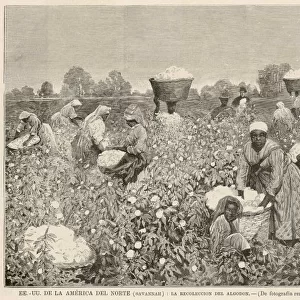 Cotton Harvest, Savannah