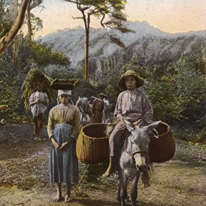 Country scene on a plantation in Jamaica, West Indies