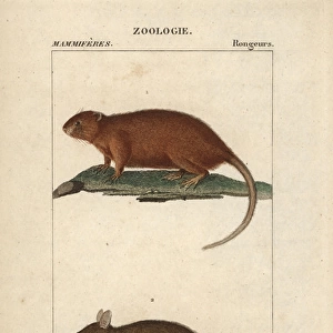 Coypu or river rat, Myocastor coypus, and Cayenne