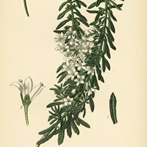 Creeping boobialla, Myoporum parvifolium