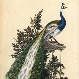 Crested peacock, Indian or blue peafowl, Pavo cristatus