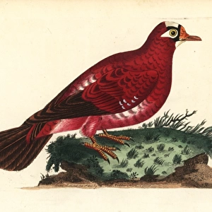 Crimson pigeon, Columba rosea Extinct