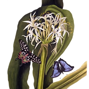 Crinum Pedunculatum (Swamp Lily), with butterflies