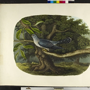 The cuckoo Cuculus canorus