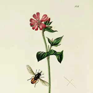 Curtis British Entomology Plate 182