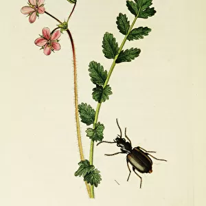 Curtis British Entomology Plate 231