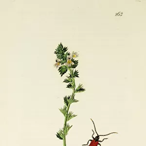 Curtis British Entomology Plate 263
