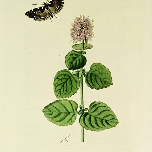 Curtis British Entomology Plate 320