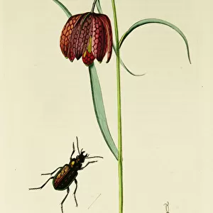 Curtis British Entomology Plate 326
