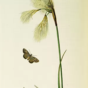 Curtis British Entomology Plate 428