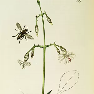 Curtis British Entomology Plate 429