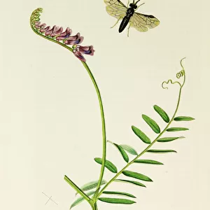 Curtis British Entomology Plate 457