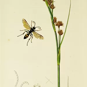 Curtis British Entomology Plate 524