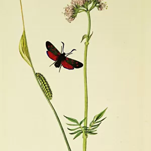 Curtis British Entomology Plate 547