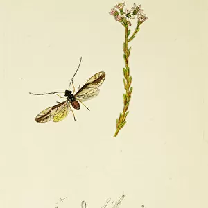 Insects Collection: Psocoptera