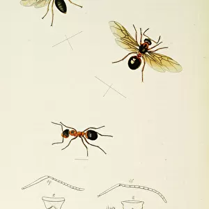 Curtis British Entomology Plate 752