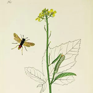 Curtis British Entomology Plate 764
