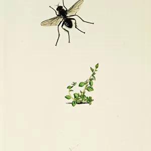 Curtis British Entomology Plate 768