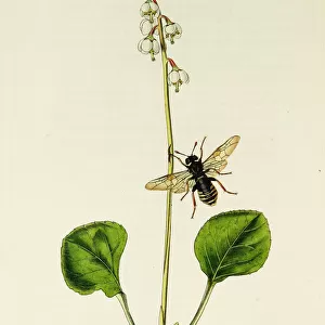Curtis British Entomology Plate 93