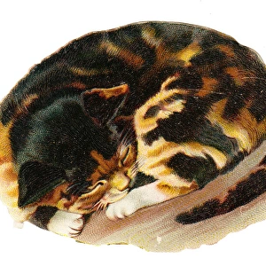 Cute tabby cat on a Victorian scrap
