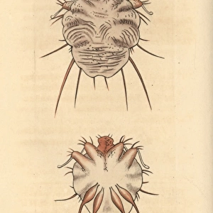 Cuticular mite, Acarus exulcerans