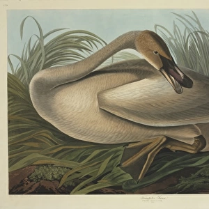 Cygnus buccinator, trumpeter swan