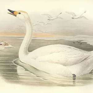 Swans Metal Print Collection: Tundra Swan