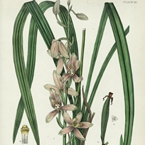 Cymbidium ensifolium, purple striped orchid