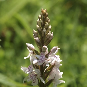 Dactylorhiza fuchsii, common spotted orchid
