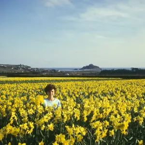 Daffodil Fields Print, St Michaels Mount, Cornwall Daffodil Fields Print, St Michaels Mount, Cornwall