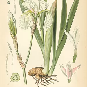 Dalmatian iris or sweet iris, Iris pallida