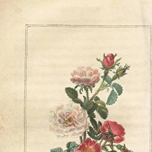 Damask rose, Rosa celsiana, and dog rose, Rosa canina